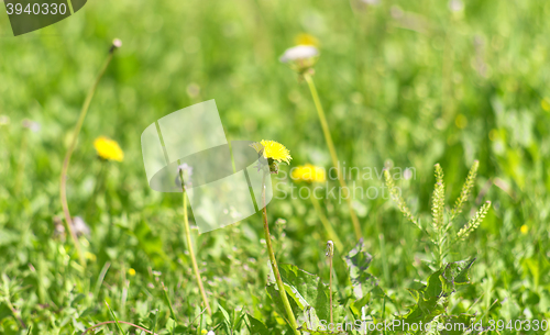 Image of spring yellow dandelions