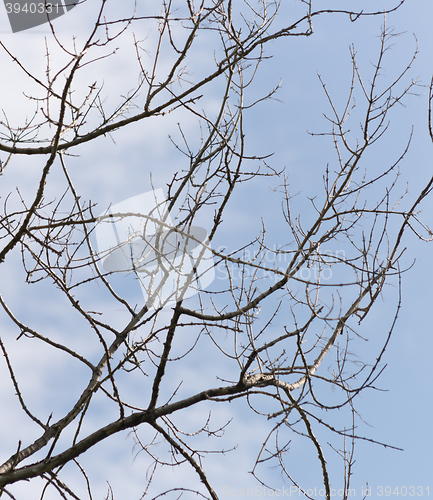 Image of bare branches against sky