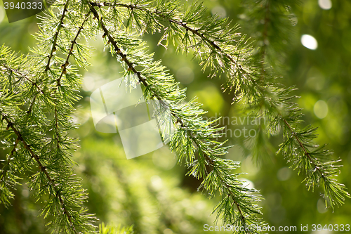Image of green fir branch