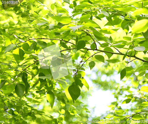 Image of green foliage background