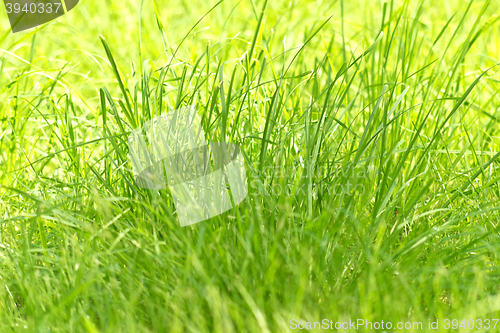 Image of new green grass