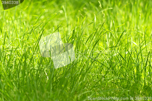 Image of new green grass