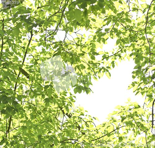 Image of green leaves isolated