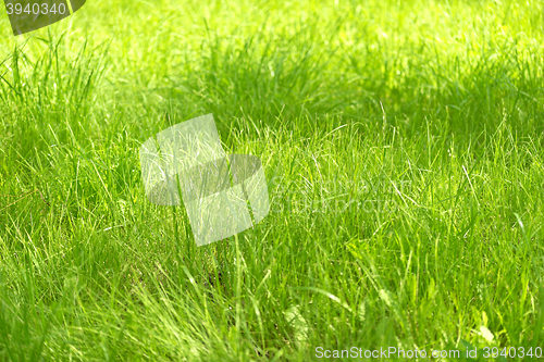 Image of green grass background