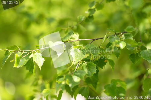 Image of summer birch leaves