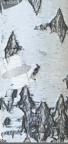 Image of birch bark background