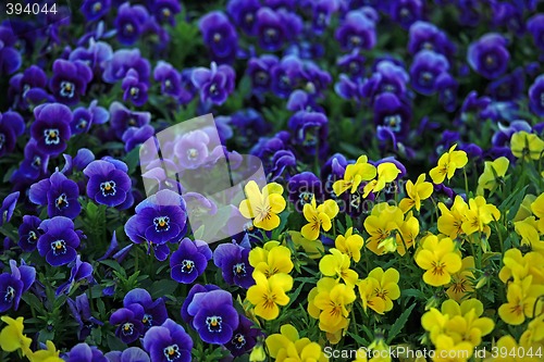 Image of Viola Flowers