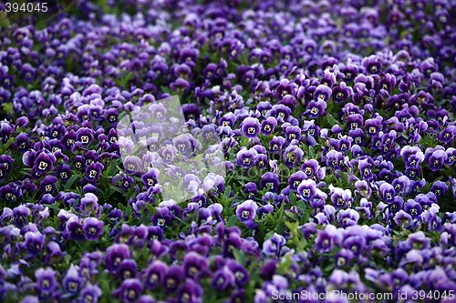 Image of Violet Viola Flowers