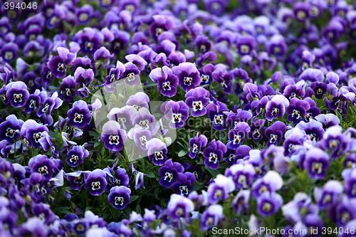 Image of Violet Viola Flowers