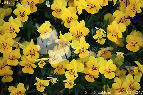 Image of Viola Tricolor