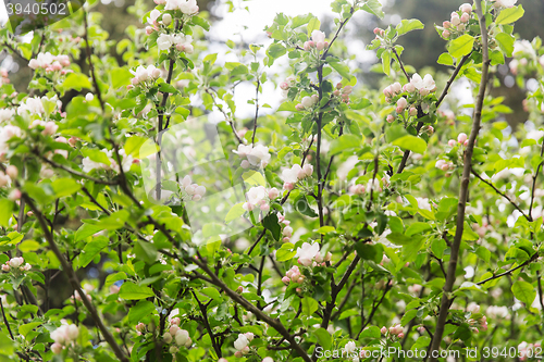 Image of close up of beautiful blooming apple tree branch