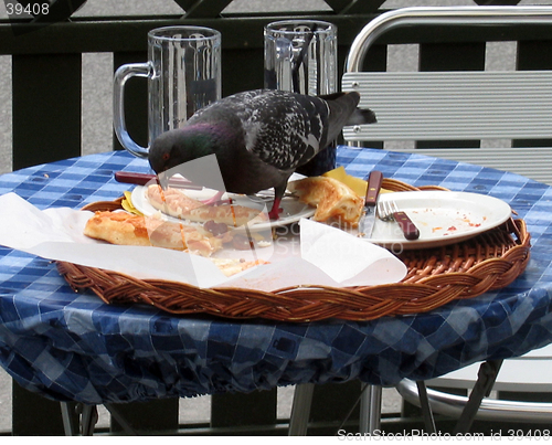 Image of hungry pigeon