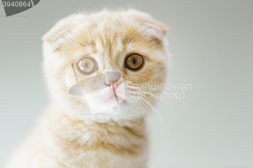 Image of close up of scottish fold kitten