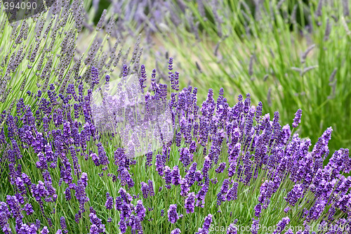 Image of Lavender background