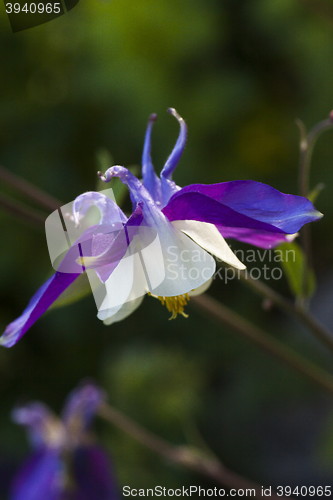 Image of columbine