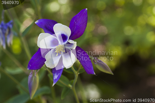 Image of columbine