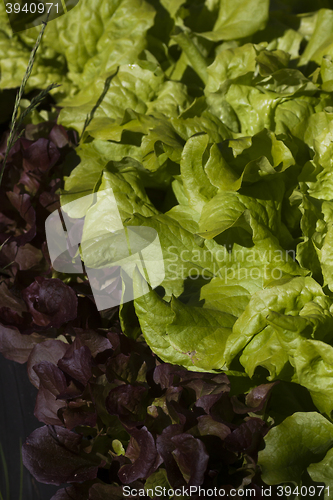 Image of lettuce