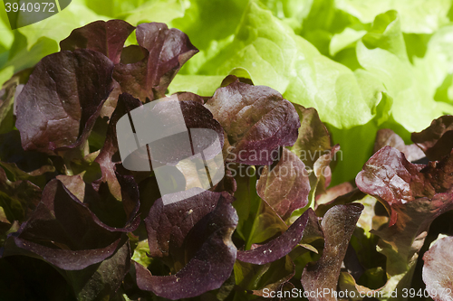 Image of lettuce