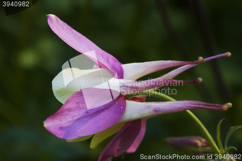 Image of pink and white columbine