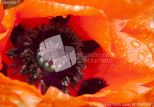 Image of giant poppy