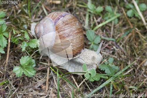 Image of snail