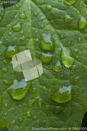 Image of water on a leaf