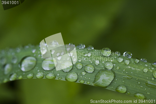 Image of water drops