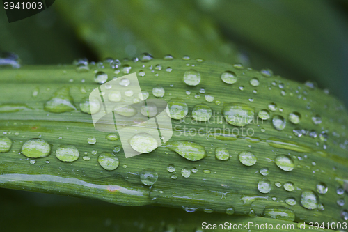 Image of rain drops