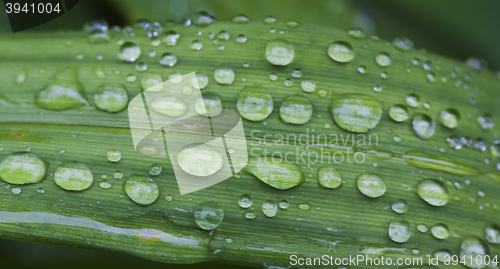 Image of rain drops