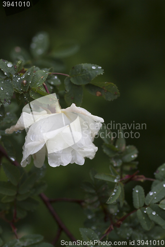 Image of white rose