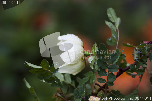 Image of white rose