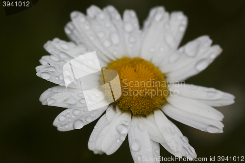 Image of ox-eye daisy