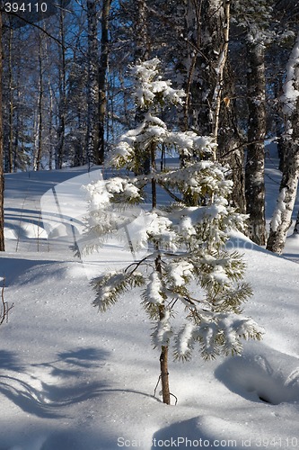 Image of Winter forest