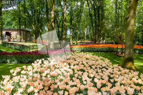 Image of Tulip field in Keukenhof Gardens, Lisse, Netherlands