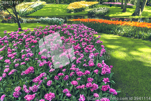 Image of Tulip field in Keukenhof Gardens, Lisse, Netherlands