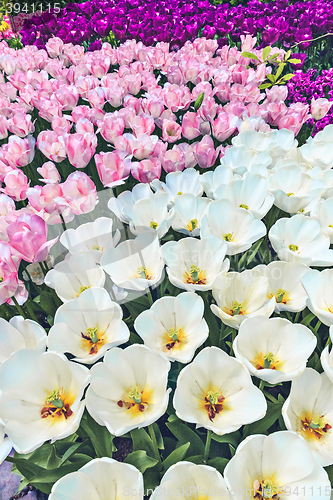 Image of Tulip field in Keukenhof Gardens, Lisse, Netherlands