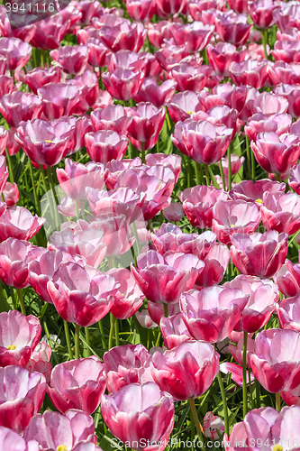 Image of Tulip field in Keukenhof Gardens, Lisse, Netherlands