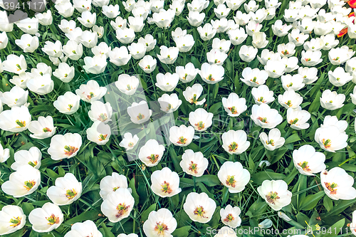 Image of Tulip field in Keukenhof Gardens, Lisse, Netherlands