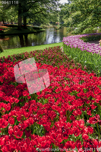 Image of Tulip field in Keukenhof Gardens, Lisse, Netherlands