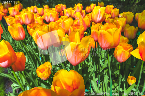 Image of Tulip field in Keukenhof Gardens, Lisse, Netherlands