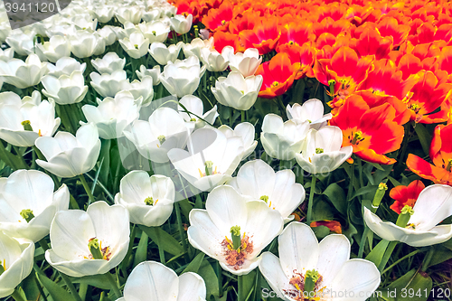 Image of Tulip field in Keukenhof Gardens, Lisse, Netherlands