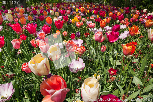 Image of Tulip field in Keukenhof Gardens, Lisse, Netherlands