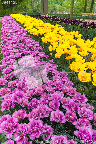 Image of Tulip field in Keukenhof Gardens, Lisse, Netherlands