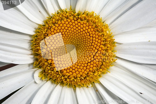 Image of Big decorative camomile.