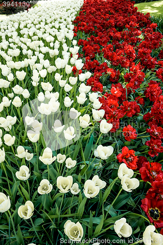 Image of Tulip field in Keukenhof Gardens, Lisse, Netherlands