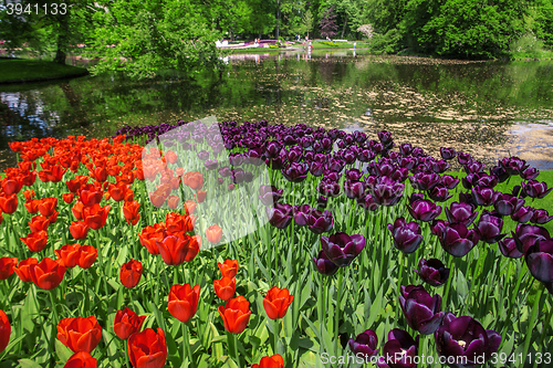 Image of Tulip field in Keukenhof Gardens, Lisse, Netherlands