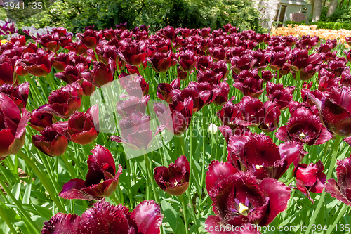 Image of Tulip field in Keukenhof Gardens, Lisse, Netherlands