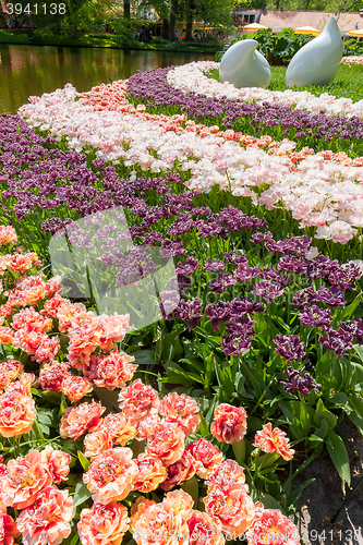 Image of Tulip field in Keukenhof Gardens, Lisse, Netherlands