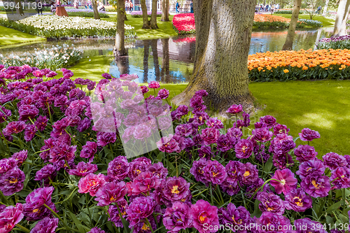 Image of Tulip field in Keukenhof Gardens, Lisse, Netherlands