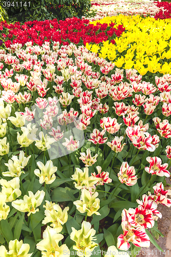 Image of Tulip field in Keukenhof Gardens, Lisse, Netherlands